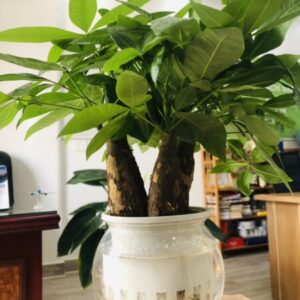 Profile photo of Marria Vũ Ngân