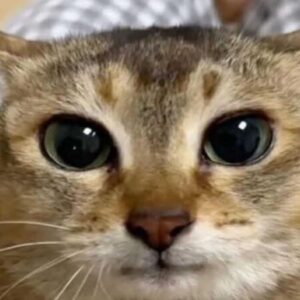 Profile photo of Thái Tú Nguyễn Phạm