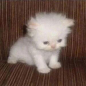 Profile photo of Gierado Phạm Lâm