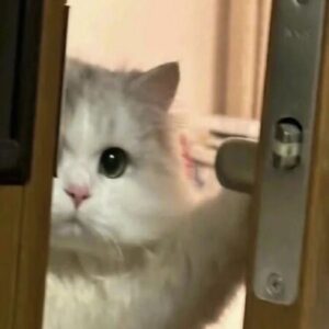 Profile photo of Teresa/Theresa Ngọc Minh