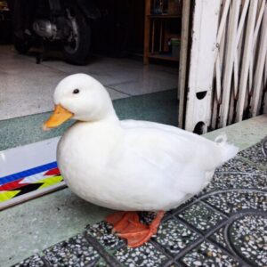 Profile photo of Giacobe Nguyễn Anh Tuấn