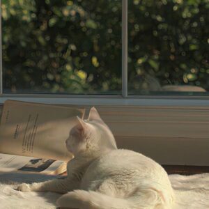 Profile photo of Minh Chau Ha