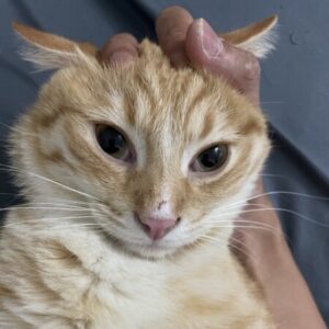 Profile photo of Faithful