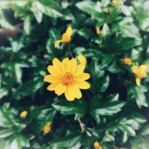 Profile photo of Maria Lan Psy