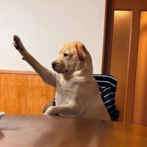 Profile photo of Nicôla Nguyễn Trung đế