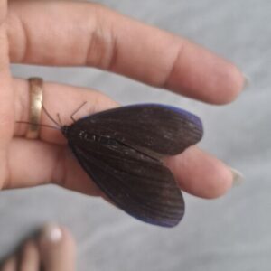 Profile photo of Như Nguyễn