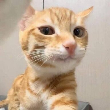 Profile photo of Micae Chu Dũng